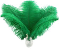 Ballinger Green Long Ostrich Feathers - 12Pcs 14-16inch Large Feathers for Tall Vase,Wedding Party Centerpieces and Holiday Home Decor