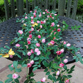 6FT Bendable Rose Vine with Butterflies, Wildflower Garland Hanging Floral Garland for Wall Decor Trellis Fence Home Room Decoration (Pink, 4pcs)